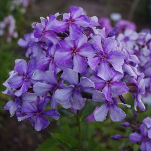 flioksai-‘Zhuravlinye-Krylya‘