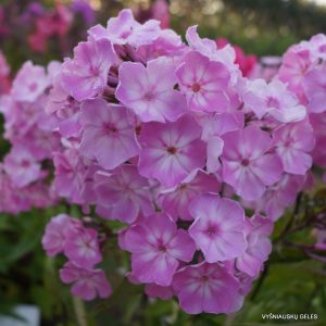 flioksai-‘Īrisa‘