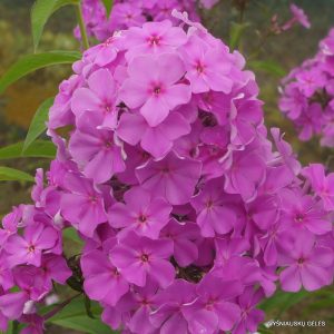 flioksai-‘Šeříkový‘