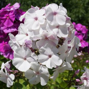 flioksas-‘Augustschneekuppel‘