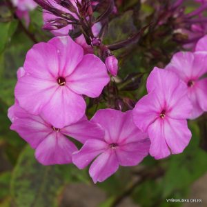 flioksas-‘Cik-Jaudas‘