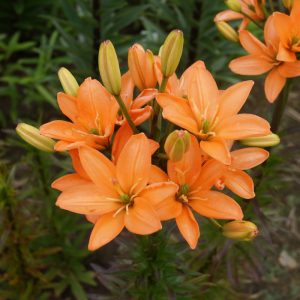 lelijos-Orange-Crote