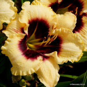 viendienė 'Piano Man'