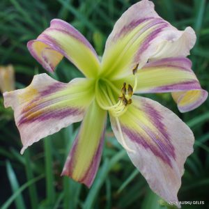 viendienės 'Greywoods Cowgirl Casanova'