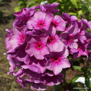 viendienės-‘Dymchatoe-Sufle‘