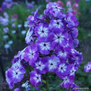 viendienės-‘Prometei‘