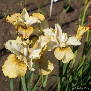 vilkdalgiai-Creme-Caramel