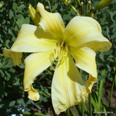 ‘Vanilla Gorilla’ (2)