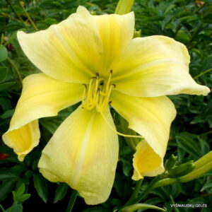 ‘Vanilla Gorilla’