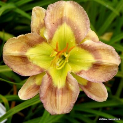 Bonibrae Smoke and Mirrors (2)