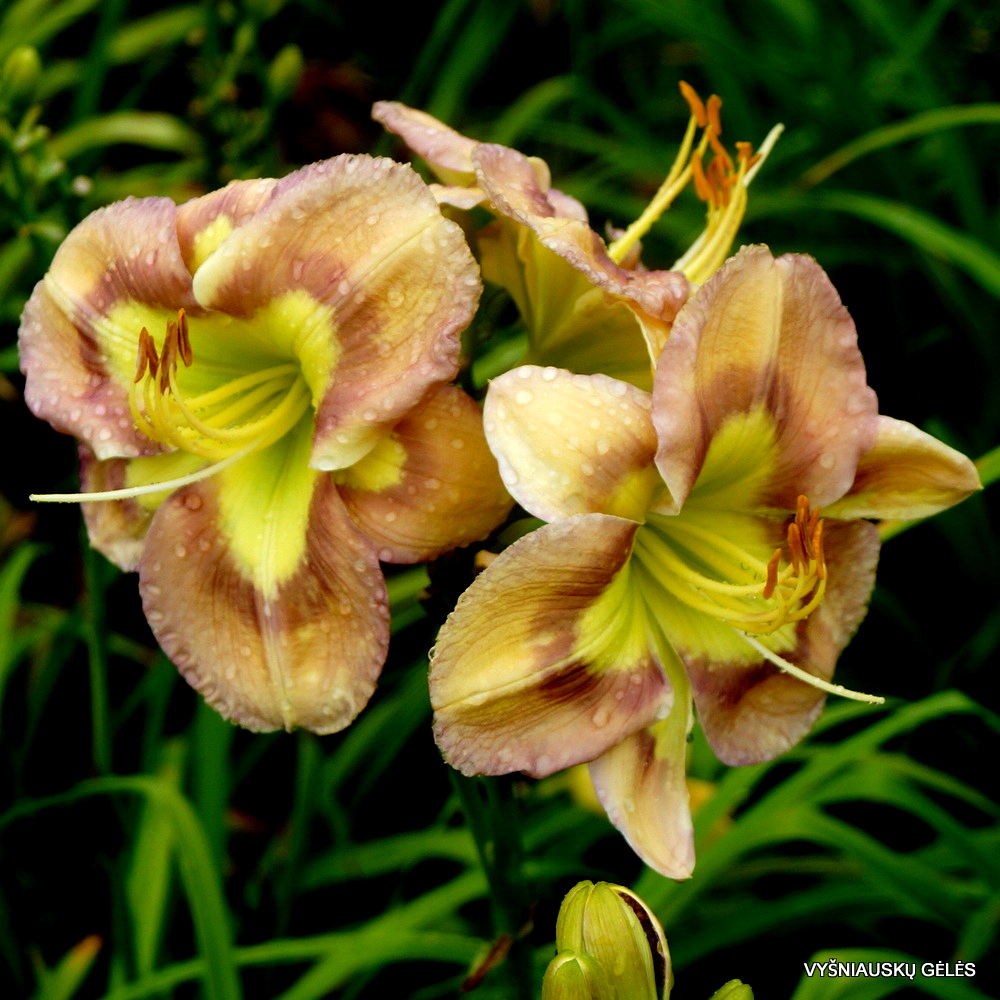 Bonibrae Smoke and Mirrors (3)