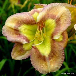 Bonibrae Smoke and Mirrors