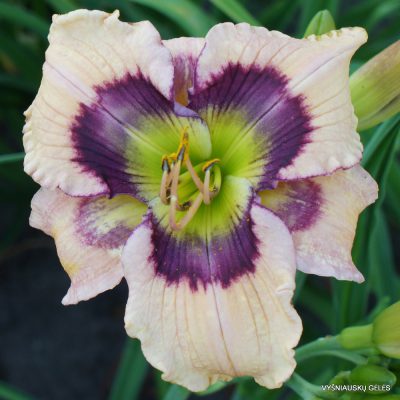 Daylily-Butterflies-and-Rainbows-2