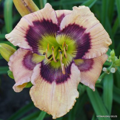 Daylily-Butterflies-and-Rainbows