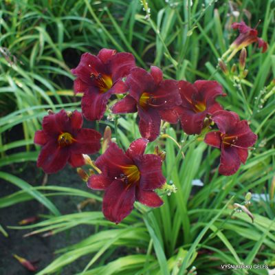 Daylily 'Fountain Of Blood' (2)
