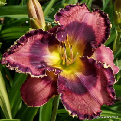 Daylily 'God Save the Queen'