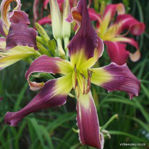 Daylily 'Heavenly Final Destiny'