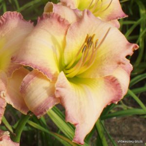 Daylily 'Memorable Kiss'
