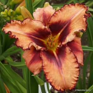 Daylily 'Overdrive'