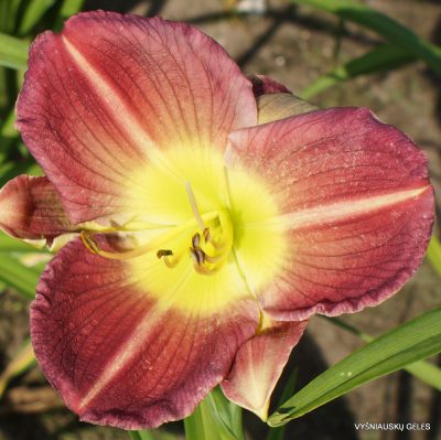 Daylily-Pigment-of-Imagination 1