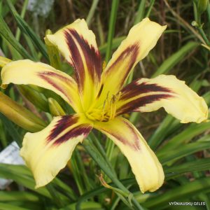 Daylily-Purple-Ostrich