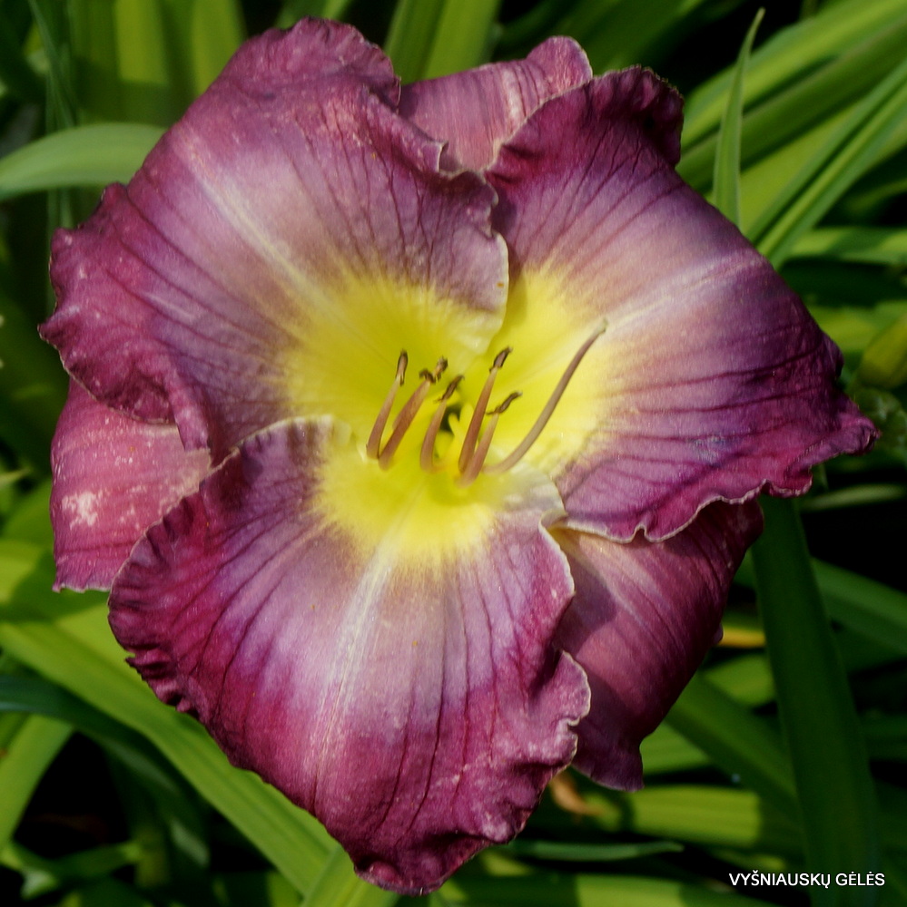 Daylily 'Searching for Blue' (2)