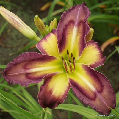 Daylily 'Telltale Heart' (2)