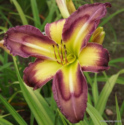Daylily 'Telltale Heart'