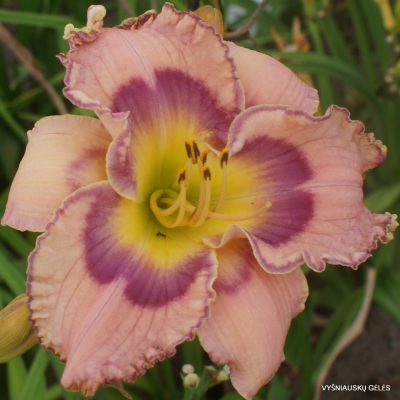 Daylily 'Total Commitment' (2)