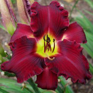 Daylily-Witch-Hollow-1