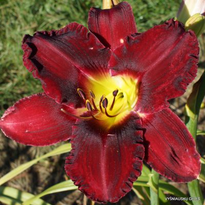 Daylily-Witch-Hollow