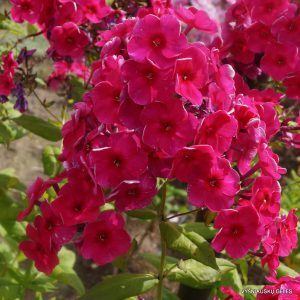 Flioksas-Diabolo (3)