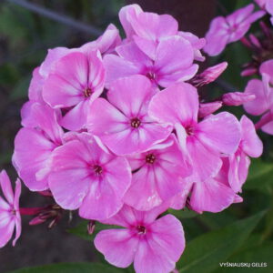 Flioksas ‘Little-Princess‘