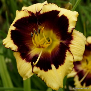 Forsyth Dark Eyes Blink