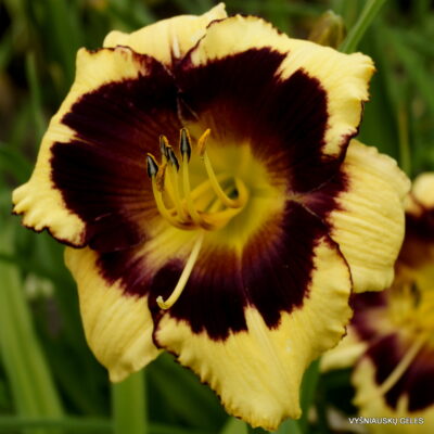 Forsyth Dark Eyes Blink