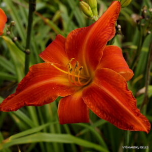 Heavenly Dragon Fire