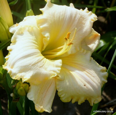 Hemerocallis 'Arctic Bear' (2)