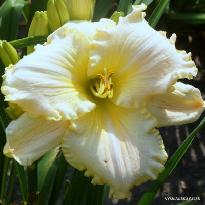 Hemerocallis 'Arctic Bear'