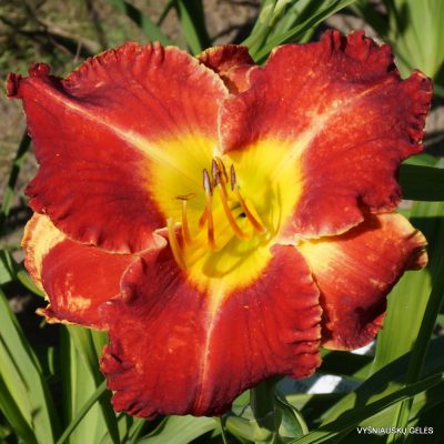 Hemerocallis 'Bicolor Beautiful'