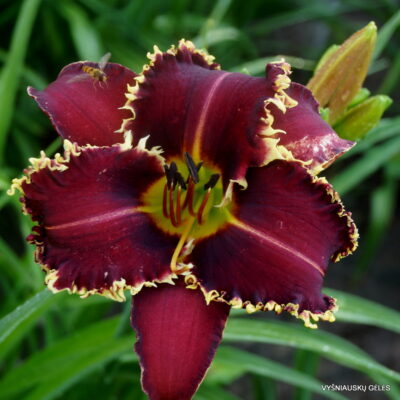 Hemerocallis 'Bob Olson' (2)