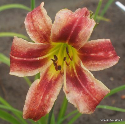Hemerocallis 'Digital Dynamics' (2)