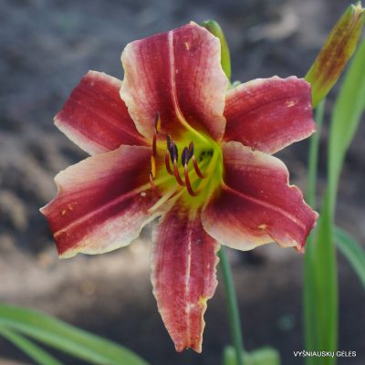 Hemerocallis 'Digital Dynamics'