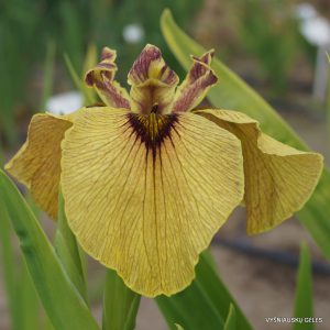 Iris 'Roryu'