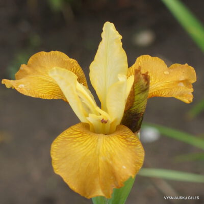 Iris-sibirica-Honey-Chic-2-1