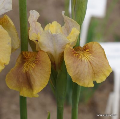 Iris-sibirica-White-Amber