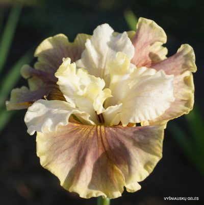 Iris-sibirica-Wynne-Magnolia