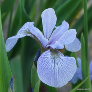 Iris versicolor 'Light Verse'