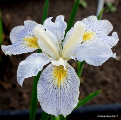 Iris x calsib 'Elfenkind'