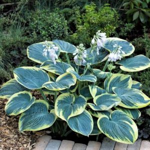 Melsvė 'Sugar Daddy'