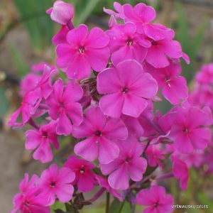 Phlox 'Pink Painting'